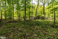 Forested Area View 5 - 