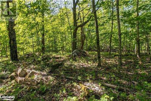 Forested Area View 6 - 1010 Calico Road, Haliburton, ON 
