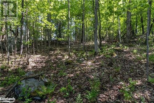 Forested Area View 1 - 1010 Calico Road, Haliburton, ON 