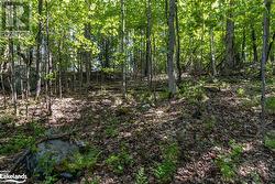 Forested Area View 1 - 
