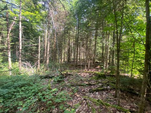 Land/Lot - Ch. De La Sauvagine, Mont-Blanc, QC 