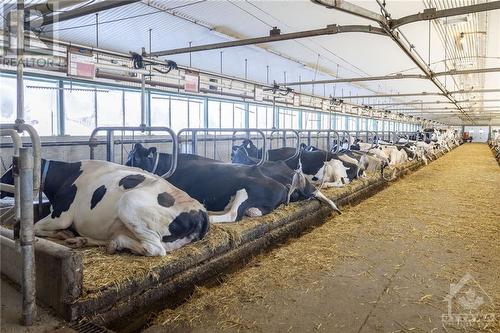 Comfortable cows that produce lots of milk! - 2718 & 2734 County Road 3 Road, St Isidore, ON 