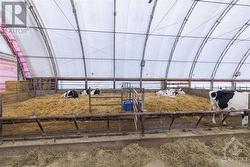 The heifer barn has 2 straw-packs for calving - 