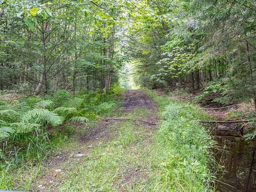 Wooded area - 2295 Ch. St-Roch N., Sherbrooke (Brompton/Rock Forest/Saint-Élie/Deauville), QC - Outdoor
