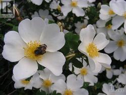 White Rose Bush with Visitor - 