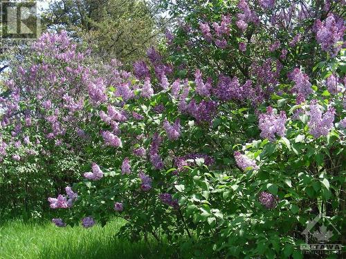Two of the Lilac Bushes on the Property - 5061 Canon Smith Drive, Fitzroy Harbour, ON - Outdoor
