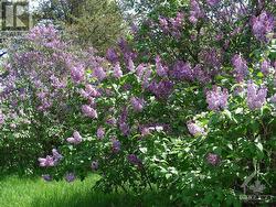 Two of the Lilac Bushes on the Property - 