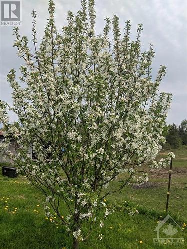 The property comes with some mature fruit trees- apples and plums - 5258 Murphy Road, Calabogie, ON - Outdoor