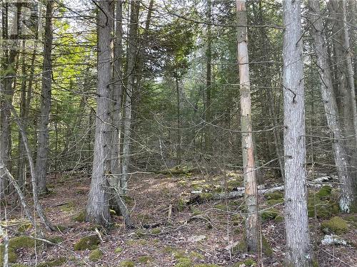 Explore various communal trails (not of subject property) - Lot 5 Trillium Crossing, Northern Bruce Peninsula, ON 