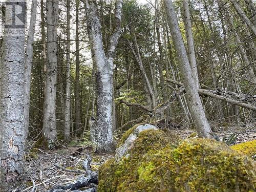 Many great features to find (not of subject property) - Lot 5 Trillium Crossing, Northern Bruce Peninsula, ON 