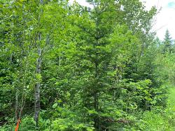 Wooded area - 