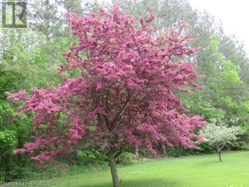 Beautiful cherry trees will help you greet summer - 439021 Lakeshore Drive, Annan, ON - Outdoor