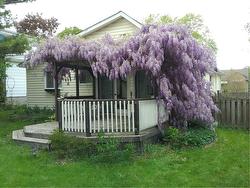 Purple wisteria over back deck! - 