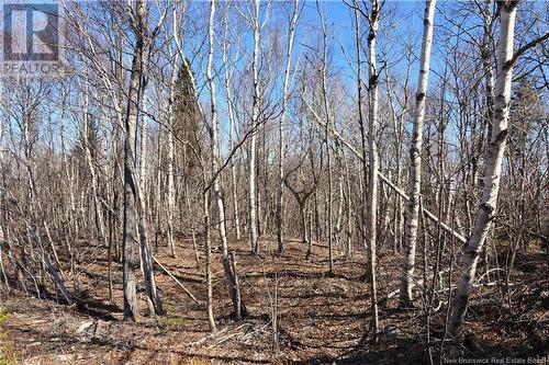 - Fundy Drive, Wilsons Beach, NB 