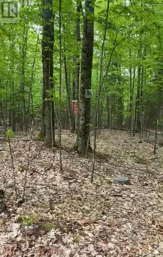 Lot 22 Select Trail, Dysart Et Al, ON 