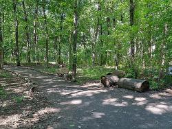 Wooded area - 