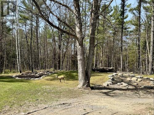 2381 Portage Road, Kawartha Lakes, ON - Outdoor With View