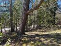 Mature trees on property - 8 Carter Road, Northern Bruce Peninsula, ON  - Outdoor With View 