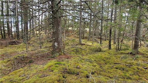 - Dock Road, Chamcook, NB 