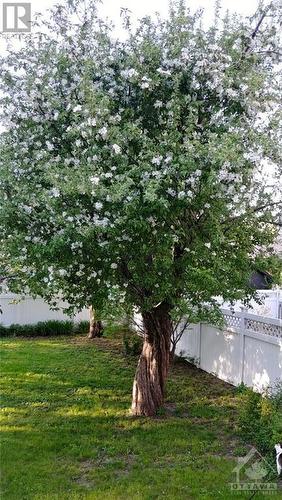 Apple Trees in Bloom - 53 Columbus Avenue, Ottawa, ON - Outdoor