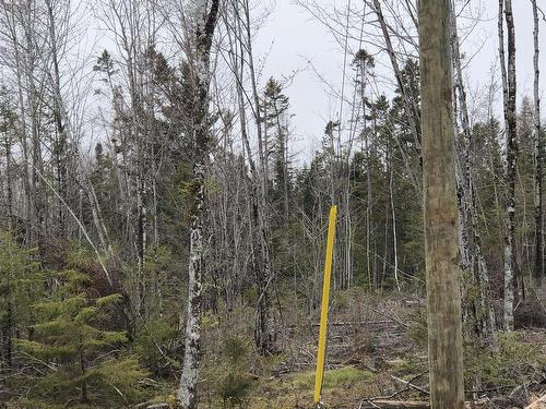 Lot 2 Tattrie Settlement Road, Tatamagouche, NS 