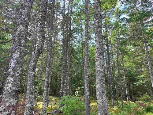 38 Acres Southside River Denys Rd, Valley Mills, NS 