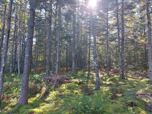 38 Acres Southside River Denys Rd, Valley Mills, NS 