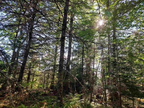 38 Acres Southside River Denys Rd, Valley Mills, NS 