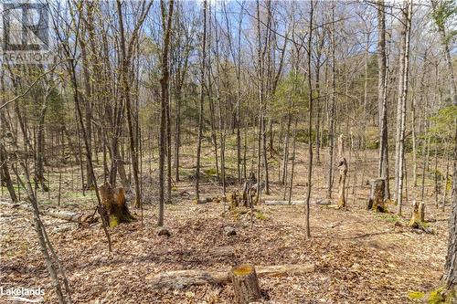 Private location surrounded by Haliburton forestry, view 1. - 1231 Big Hawk Lake Road, Algonquin Highlands, ON 