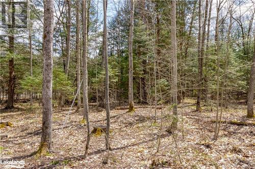 Private location surrounded by Haliburton forestry, view 2. - 1231 Big Hawk Lake Road, Algonquin Highlands, ON 