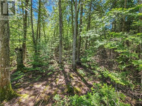 On the lot. - Lot 13 Trillium Crossing, Northern Bruce Peninsula, ON 