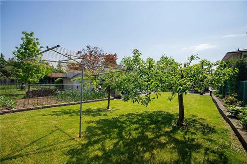 Apple and pear trees - 156 Ridge Street, Hamilton, ON - Outdoor