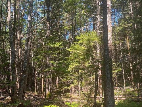 Lot Pid 60493061 Huey Lake Road, Mount Pleasant, NS 