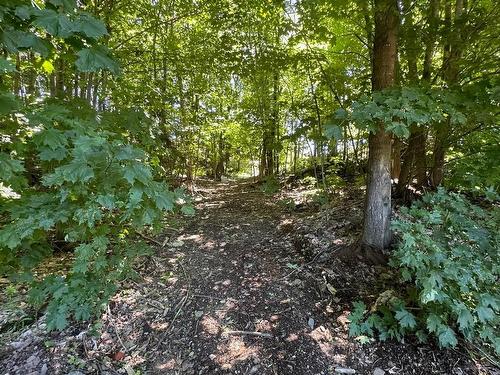 Wooded area - 509 Rue Winchester, Granby, QC - Outdoor