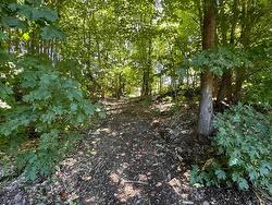 Wooded area - 