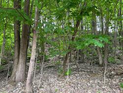 Wooded area - 