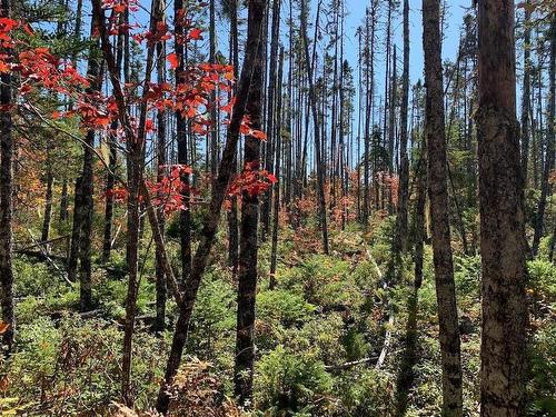 Lot 3 Pleasant River Preserve, Pleasant River, NS 