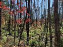 Lot 4 Pleasant River Preserve, Pleasant River, NS 