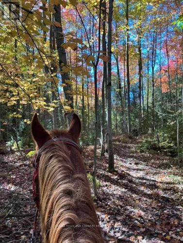 2435 Elm Tree Road, Kawartha Lakes, ON - Outdoor With View