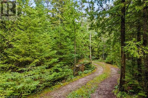 Private winding driveway. - 70 Big Tub Road, Tobermory, ON - Outdoor