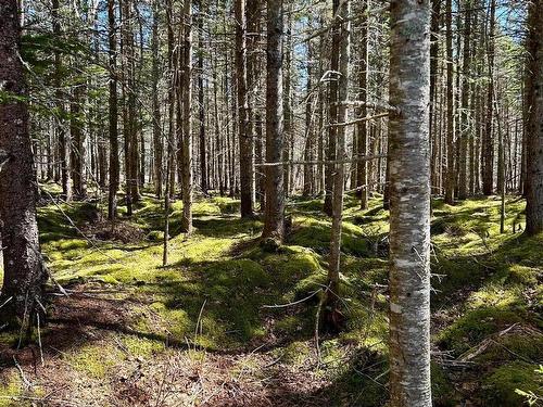 Lot 1B Marble Mountain Road, Malagawatch, NS 