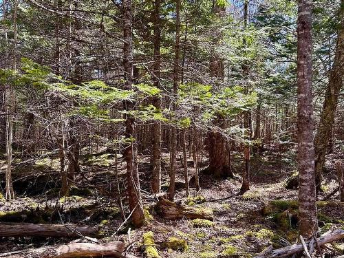 Lot 1B Marble Mountain Road, Malagawatch, NS 