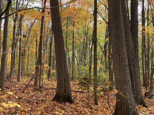 Wooded area - Rue Papineau, Papineauville, QC 