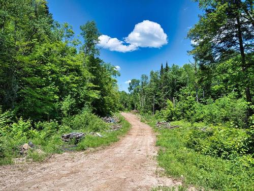 Woodland - Mtée Fugère, Labelle, QC 