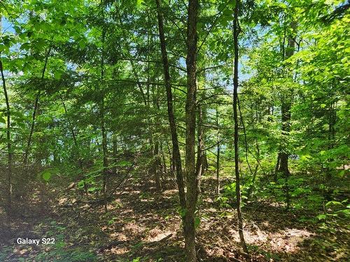 Wooded area - 304 Ch. Du Lac-Grand, Val-Des-Monts, QC 