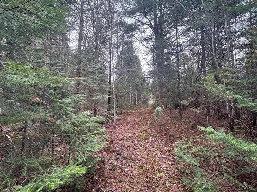 Wooded area - 4868 Route 329 N., Sainte-Agathe-Des-Monts, QC - Outdoor