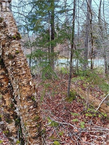 Lot 88-102 Bunker Hill Road, Campobello Island, NB 