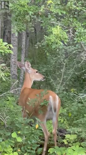 Turtle Lake Evergreen Acres-19.67 Acres, Turtle Lake, SK 