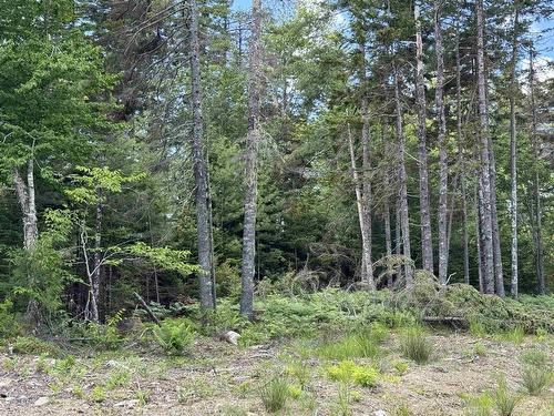 Golden Forest Road, North Kemptville, NS 