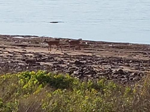 Shore Road, Waterside, NS 